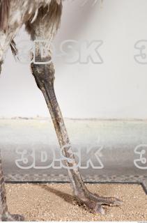 Emus leg photo reference 0057